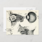 解剖学 – 人間の感覚 ポストカード (正面/裏面)