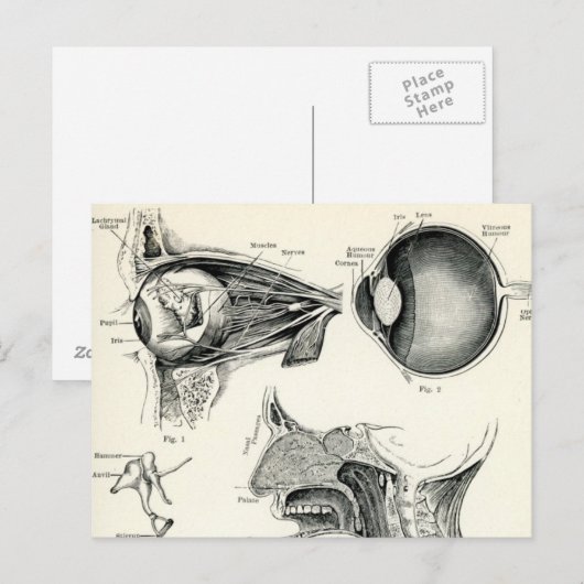 解剖学 – 人間の感覚 ポストカード (正面/裏面)
