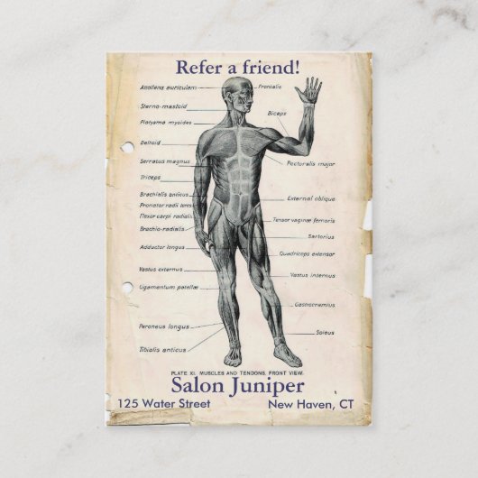 解剖学・前方 ヴィンテージ図 紹介カード (正面)