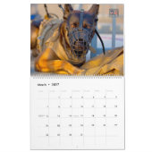 “触らないでください” - アメリカ軍軍用犬カレンダー カレンダー (3月 2027)