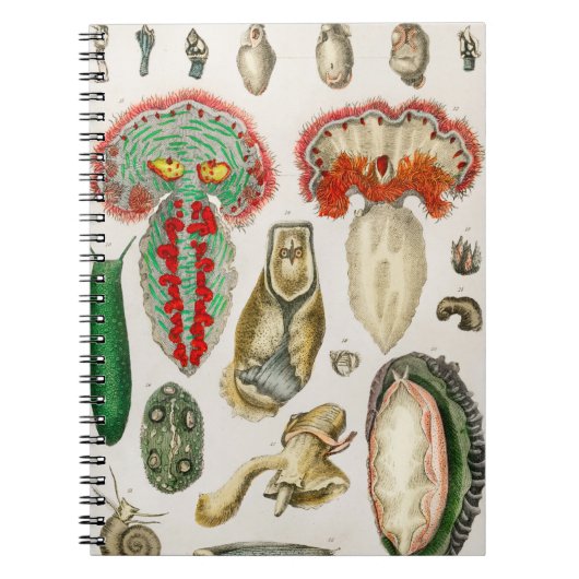 触手タコ向側の触手 ノートブック (正面)