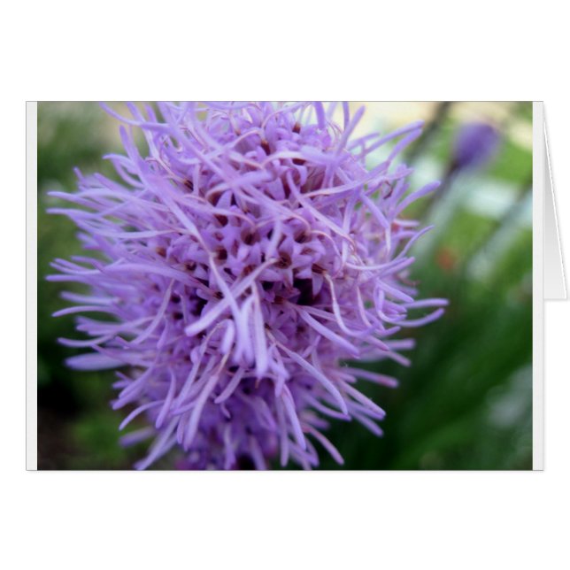 触手紫色花 (正面横)