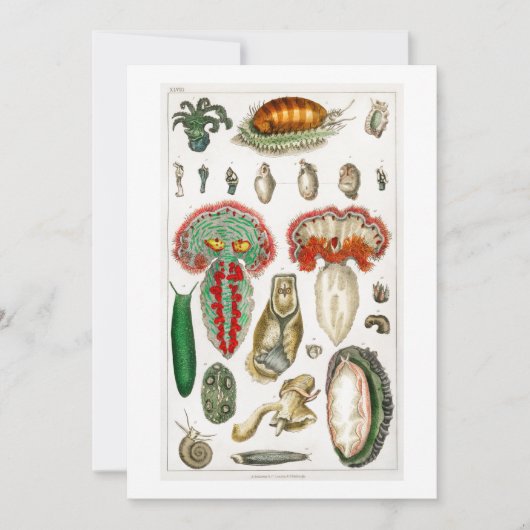 触手蛸 招待状 (正面)