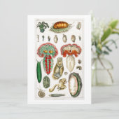 触手蛸 招待状 (スタンド正面)