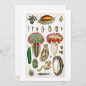 触手蛸 招待状 (正面/裏面)