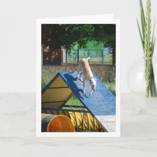 訓練中の犬 カード (正面)