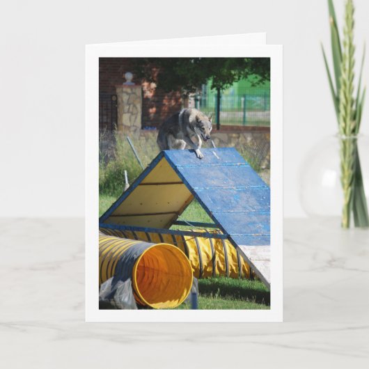 訓練中の犬 カード (正面)