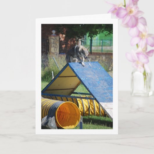 訓練中の犬 カード (蘭)