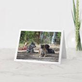 訓練学校の犬たち カード (正面)