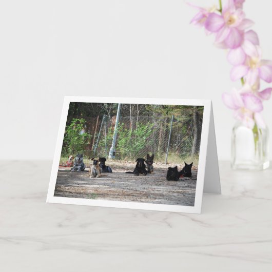 訓練学校の犬たち カード (蘭)