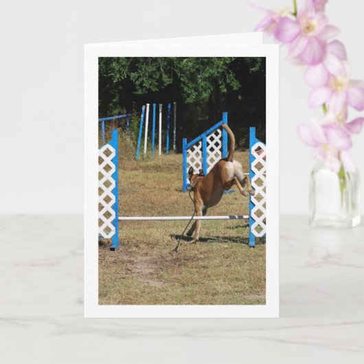 訓練学校の犬 カード (蘭)