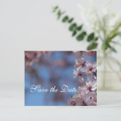 記念日お知らせ 桜 案内ポストカード (スタンド正面)