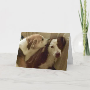 記念日カード、抱きしめている2匹の犬 カード