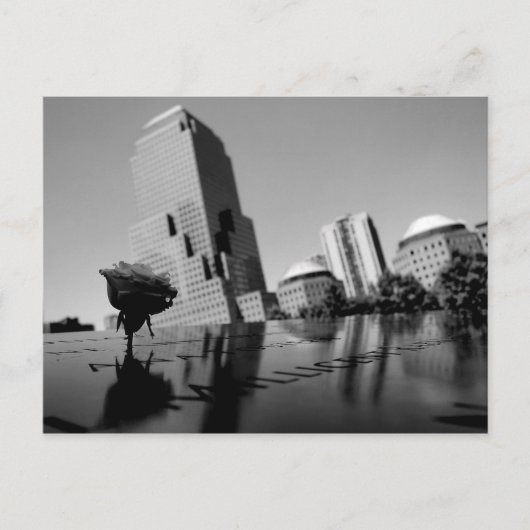 記憶の白いバラ ポストカード (正面)