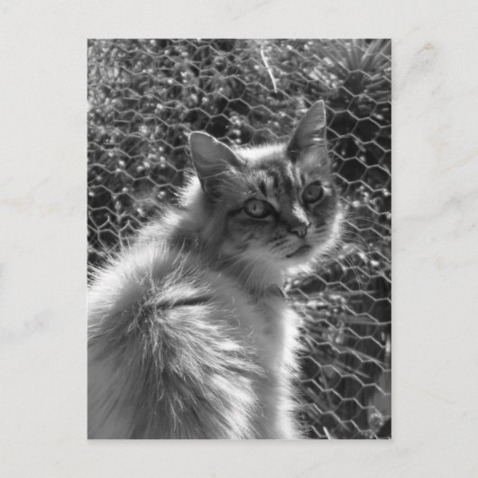 記憶 ポストカード (正面)