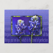 許して ポストカード (正面)