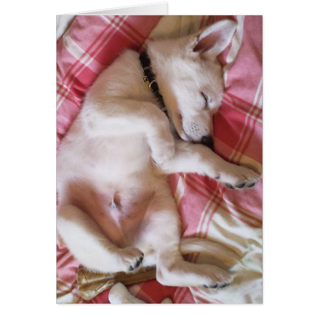 許可された睡眠犬のうそカード (正面)