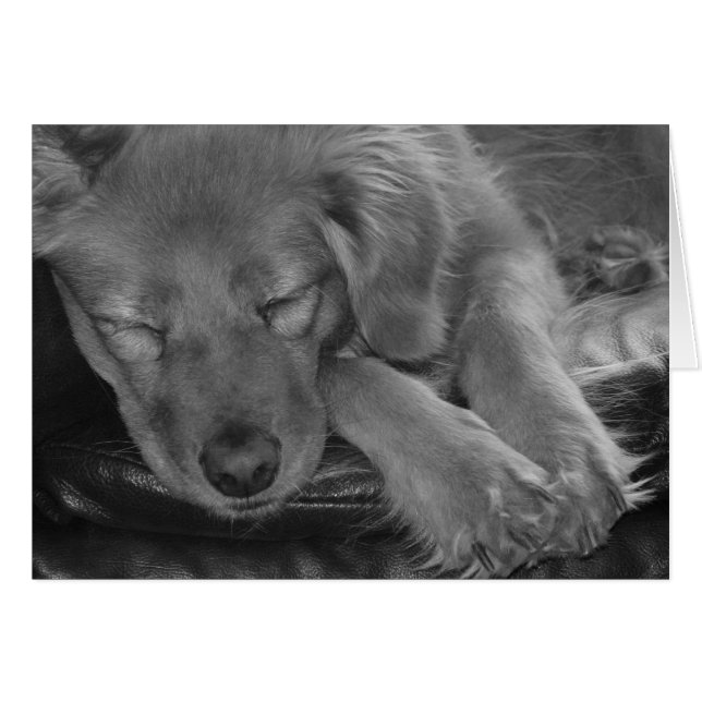 許可された睡眠犬のうそ! (正面横)