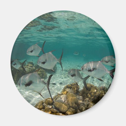 許可魚の学校 マグネット (正面)