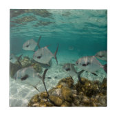 許可魚学校 タイル (正面)