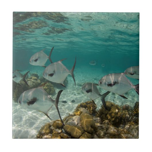 許可魚学校 タイル (正面)