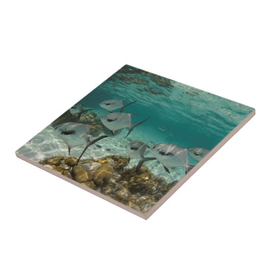 許可魚学校 タイル (側面)