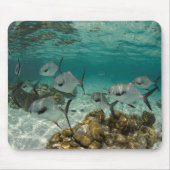 許可魚学校 マウスパッド (正面)