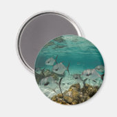 許可魚学校 マグネット (正面/裏面)