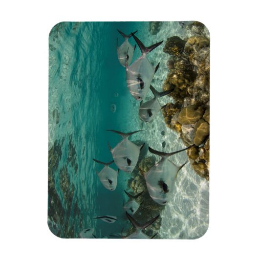 許可魚学校 マグネット (縦)