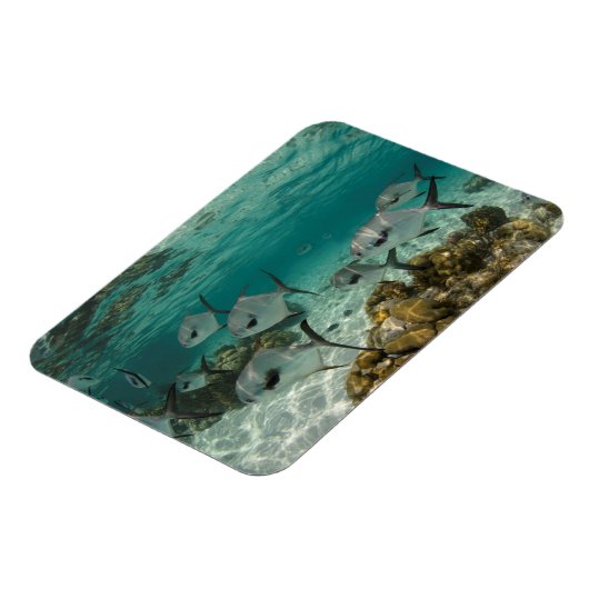 許可魚学校 マグネット (左側)