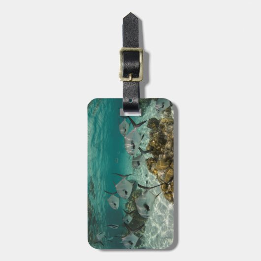 許可魚学校 ラゲッジタグ (正面縦)