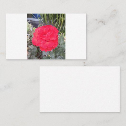 試験 名刺 (正面/裏面)