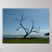 詩人の木 ポスター (正面)