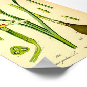 詩人の水仙(水仙)プリント ポスター (角)