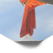 詩篇と赤い鳥ホープ聖書の詩 ポスター (角)