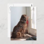 詩篇130:5　犬の窓からの眺め ポストカード (正面/裏面)