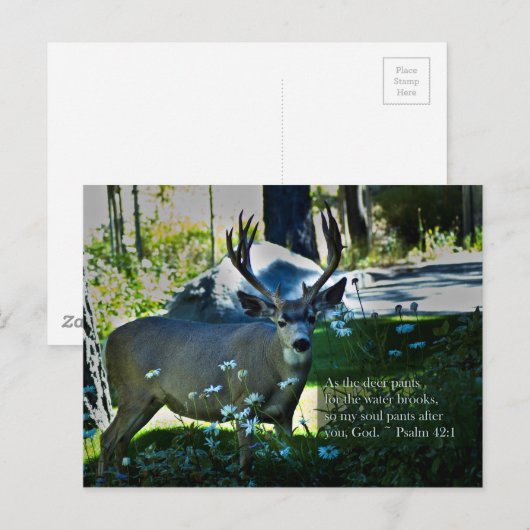 詩篇42:1と鹿 ポストカード (正面/裏面)