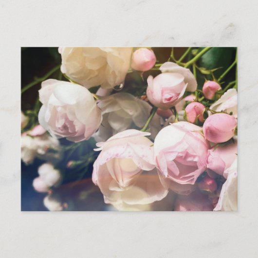 詩集バラ ポストカード (正面)