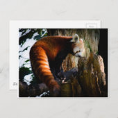 詮索好きなレッドパンダ ポストカード (正面/裏面)