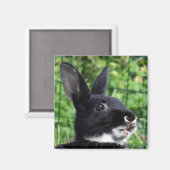 話しているウサギ マグネット (正面/裏面)