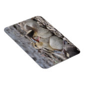 話し好きなマガモの子ガモ マグネット (右側)