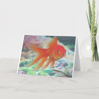 話す金魚 カード