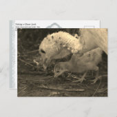 詳しく見る – ポストカード (正面/裏面)