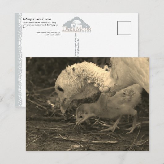 詳しく見る –  ポストカード (正面/裏面)