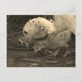 詳しく見る –  ポストカード