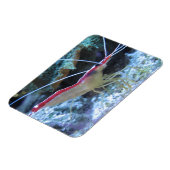 詳細のエビ赤エビのクロウフィッシュ・アンダーワ マグネット (左側)