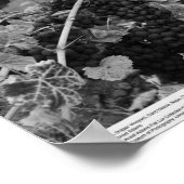 詳細・オブ・ブドウ、ドレーパー・ブドウ園、ナパ、1966 ポスター (角)