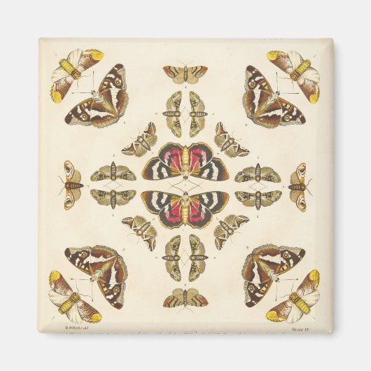 詳細VIプレート マグネット (正面)