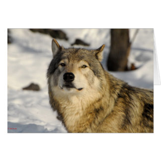 誇りを持ったなスタンス