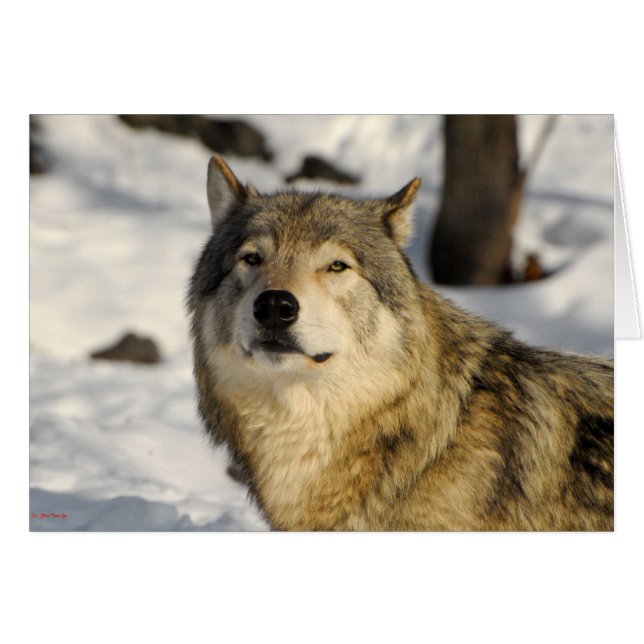 誇りを持ったなスタンス (正面横)